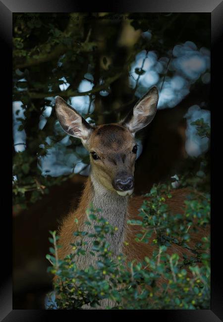 Young Red Deer Framed Print by rawshutterbug 