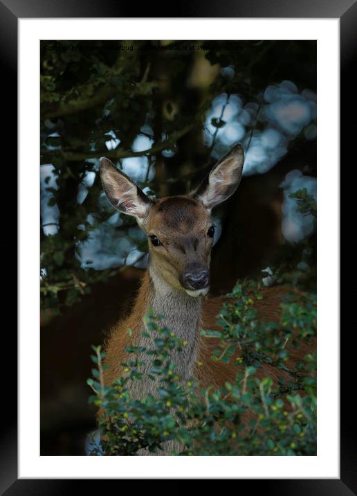 Young Red Deer Framed Mounted Print by rawshutterbug 