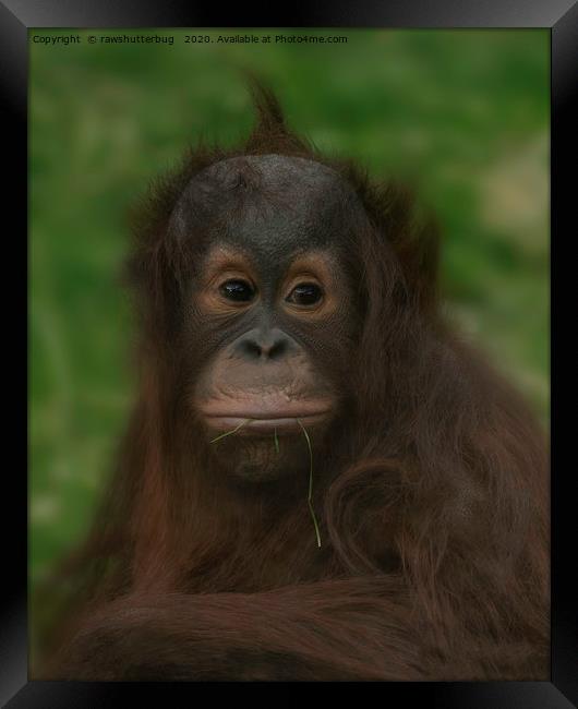 Baby Orangutan Framed Print by rawshutterbug 