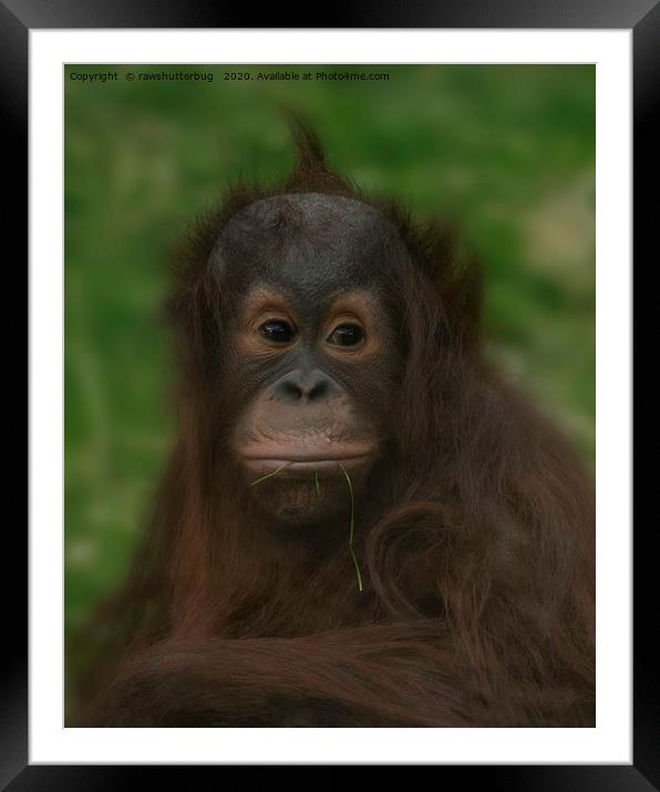 Baby Orangutan Framed Mounted Print by rawshutterbug 