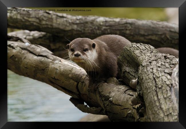 Otter On A Tree Framed Print by rawshutterbug 