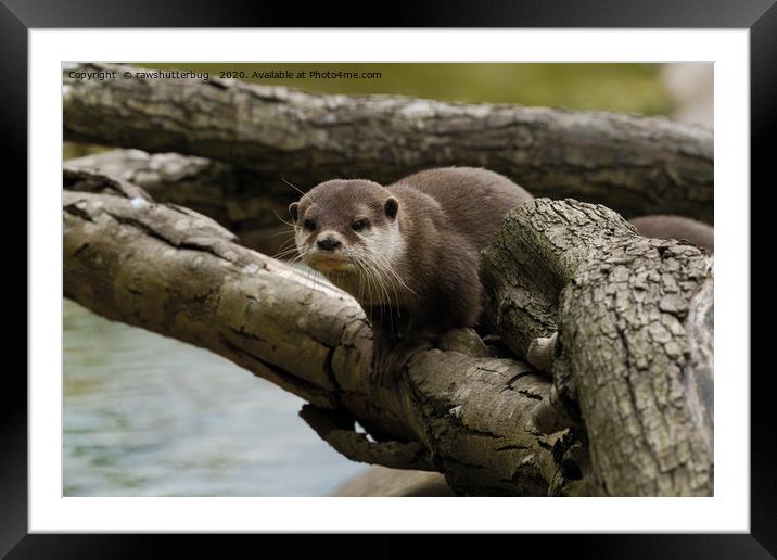 Otter On A Tree Framed Mounted Print by rawshutterbug 