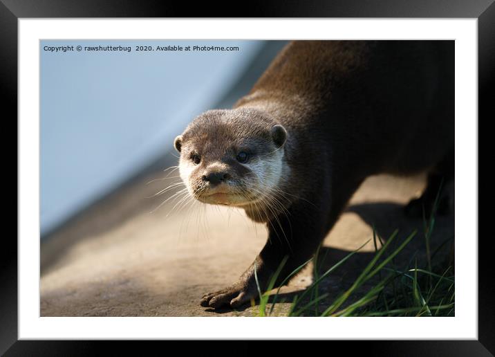 Otterly Close Framed Mounted Print by rawshutterbug 