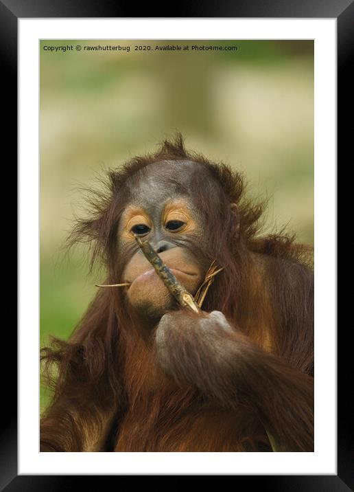 Funny Orangutan Baby Girl Framed Mounted Print by rawshutterbug 