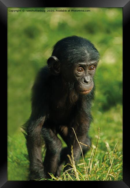 Baby Bonobo Framed Print by rawshutterbug 