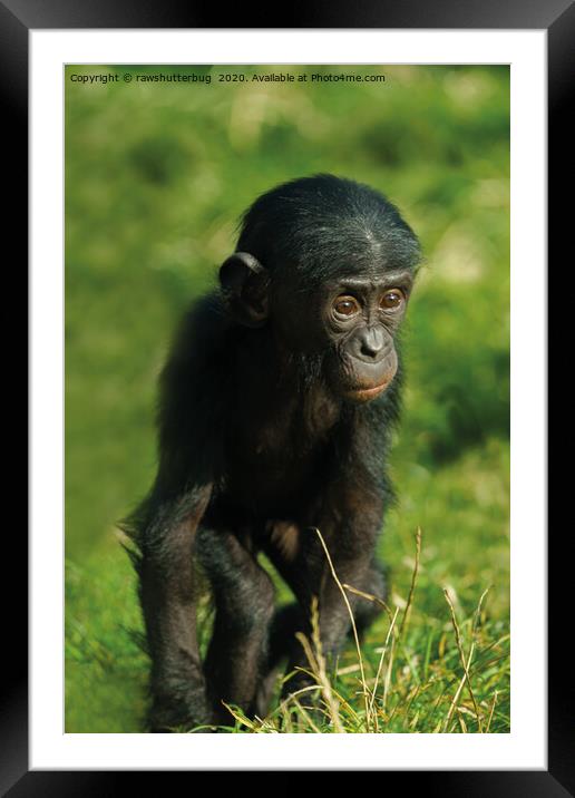 Baby Bonobo Framed Mounted Print by rawshutterbug 