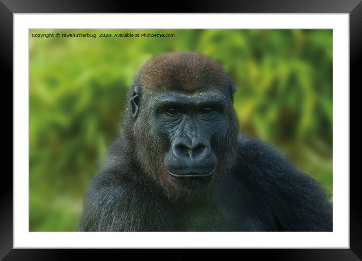 The One And Only Gorilla Lope Framed Mounted Print by rawshutterbug 