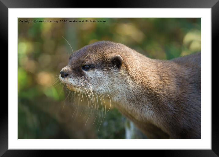 Otter In The Sun Framed Mounted Print by rawshutterbug 