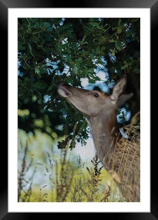 Deer Reaching For The Best Framed Mounted Print by rawshutterbug 