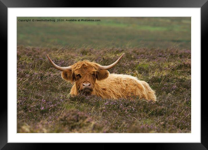 Highland Cow Resting In The Heathers Framed Mounted Print by rawshutterbug 