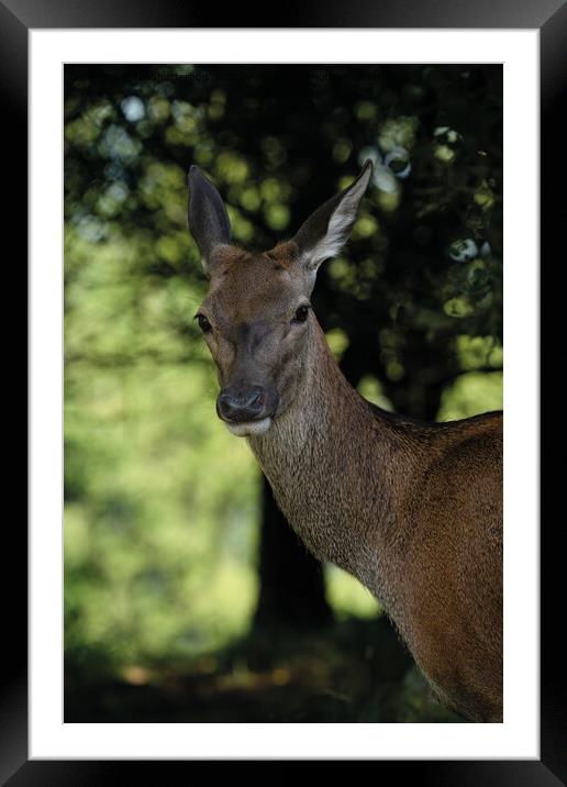 Red Deer Close-Up Framed Mounted Print by rawshutterbug 