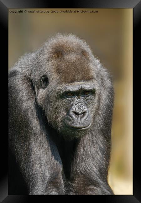 Female Gorilla Framed Print by rawshutterbug 