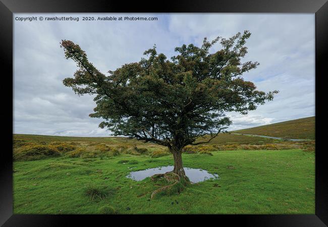 Single Tree At Dartmoor National Park Framed Print by rawshutterbug 