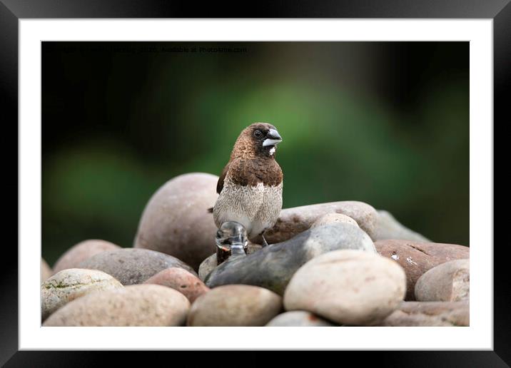 Bengalese Finch Framed Mounted Print by rawshutterbug 
