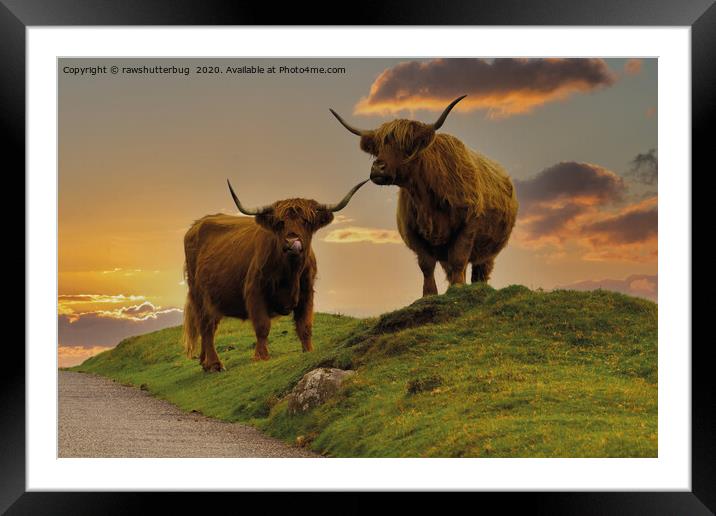 Highland Cows At Sunset Framed Mounted Print by rawshutterbug 