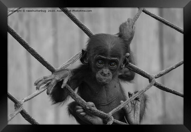 Bonobo Baby Likes To Climb Mono Framed Print by rawshutterbug 