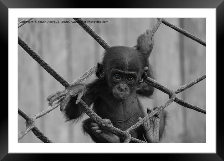Bonobo Baby Likes To Climb Mono Framed Mounted Print by rawshutterbug 