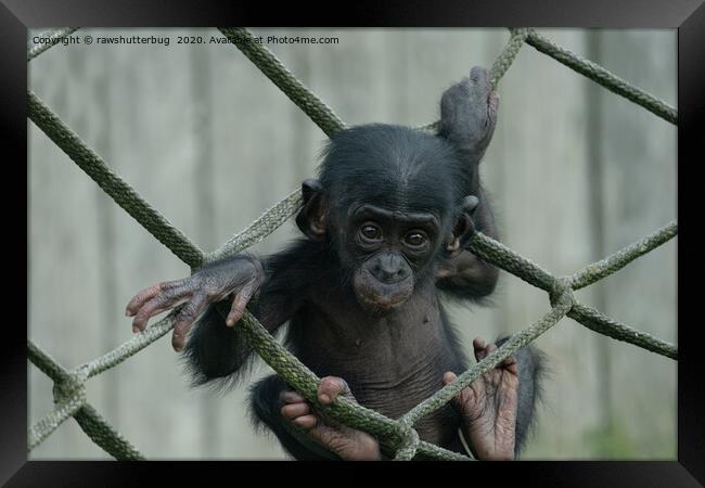 Bonobo Baby Likes To Climb Framed Print by rawshutterbug 