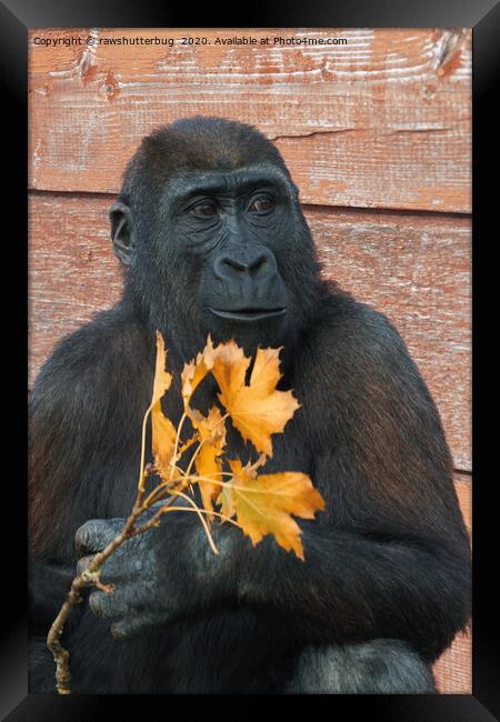 Gorilla Shufai With With An Autumn Leaf Framed Print by rawshutterbug 