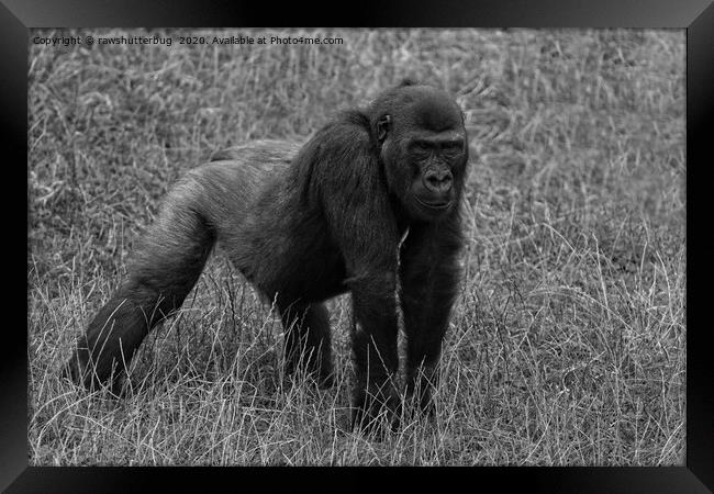 Gorilla Lope Ready To Pounce Mono Framed Print by rawshutterbug 