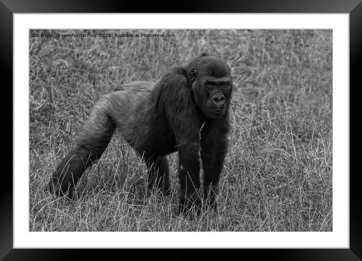 Gorilla Lope Ready To Pounce Mono Framed Mounted Print by rawshutterbug 