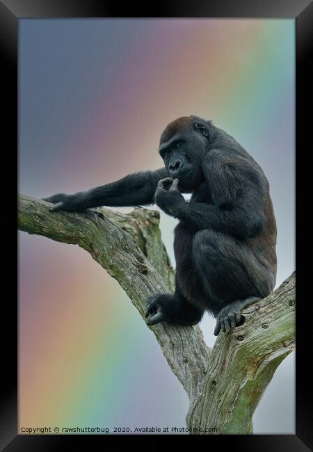 Gorilla Lope Under The Rainbow Framed Print by rawshutterbug 