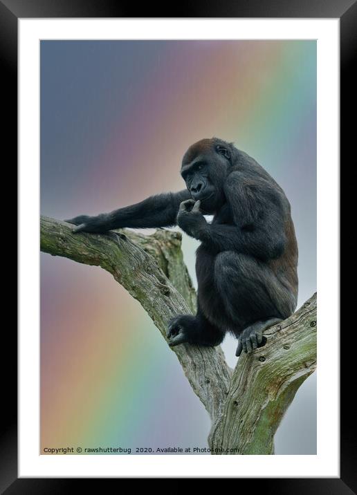 Gorilla Lope Under The Rainbow Framed Mounted Print by rawshutterbug 