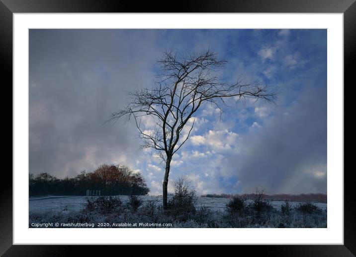 Single Tree At A Frosty Chasewater Country Park Framed Mounted Print by rawshutterbug 