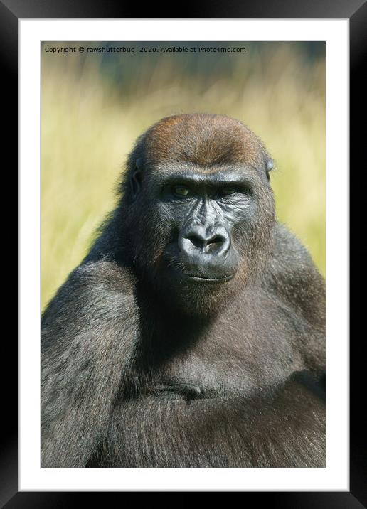 Gorilla Lope  Framed Mounted Print by rawshutterbug 