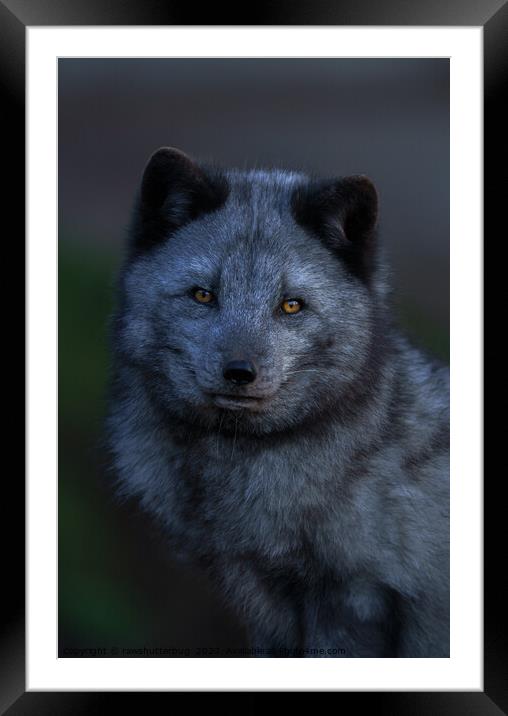 Arctic Fox Looking You Framed Mounted Print by rawshutterbug 