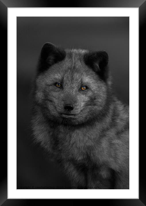 Arctic Fox Looking You Framed Mounted Print by rawshutterbug 