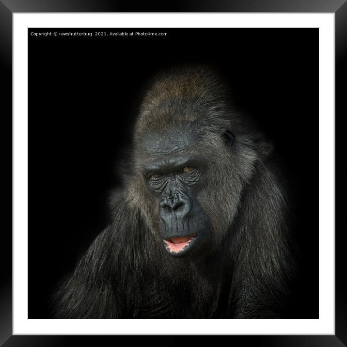 Gorilla Biddy Framed Mounted Print by rawshutterbug 