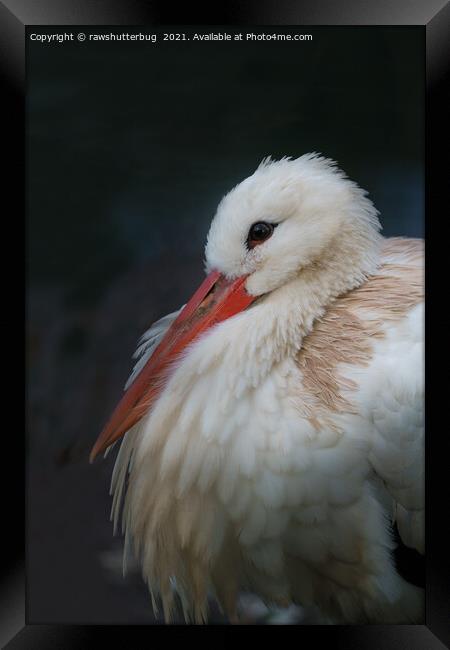 White stork Framed Print by rawshutterbug 