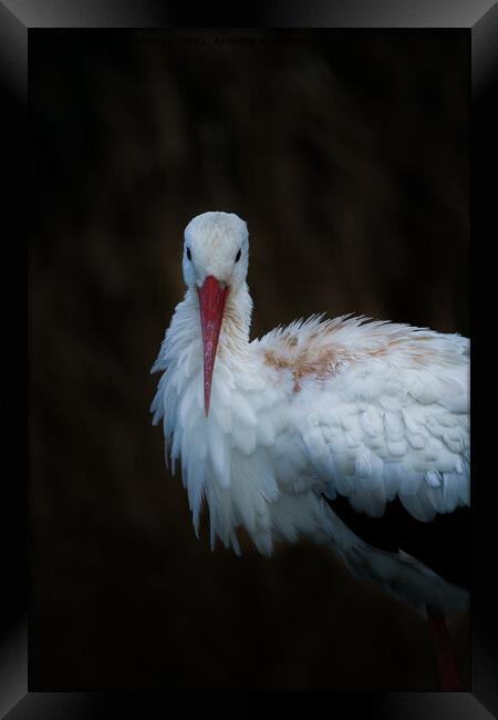 White Stork Framed Print by rawshutterbug 