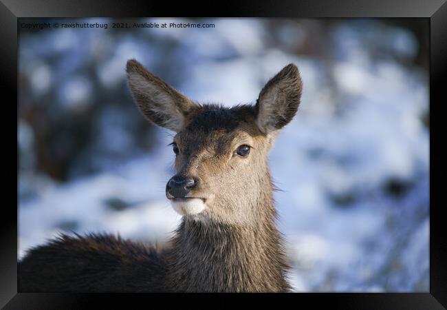 Young Red Deer Face Framed Print by rawshutterbug 