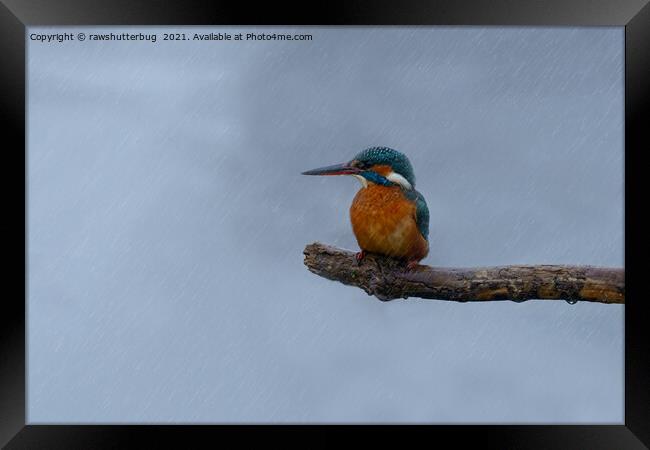 Female Kingfisher In The Rain Framed Print by rawshutterbug 