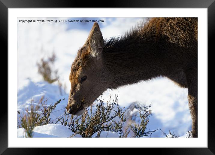 Red Deer Calf In The Snow Framed Mounted Print by rawshutterbug 