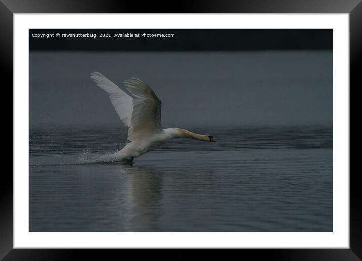 Swan Take-Off Framed Mounted Print by rawshutterbug 