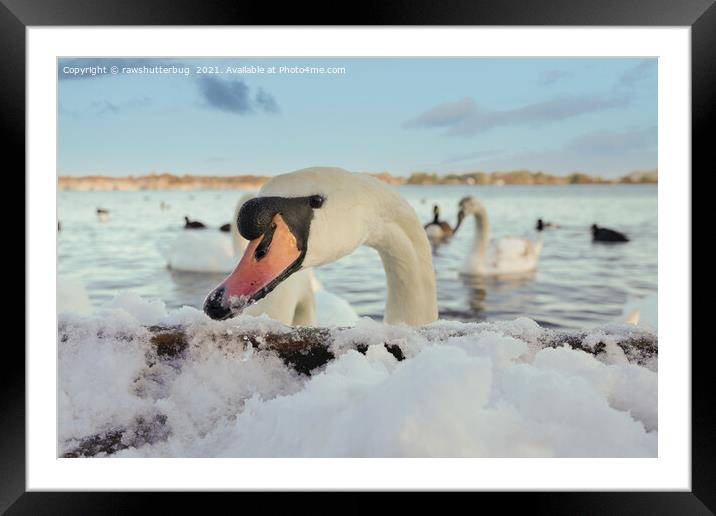 Close-Up Swan On A Snowy Day Framed Mounted Print by rawshutterbug 