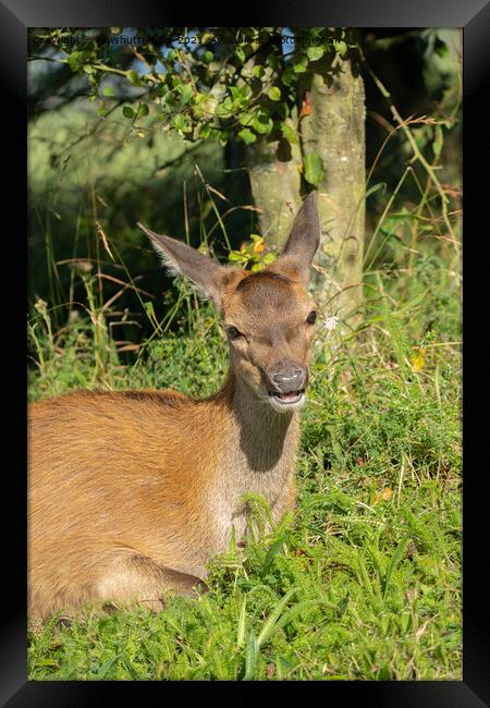 Red Deer Calf Resting In The Grass Framed Print by rawshutterbug 