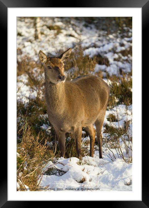 Red Deer In The Snow Framed Mounted Print by rawshutterbug 