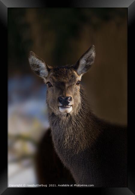 Red Deer Hind Framed Print by rawshutterbug 