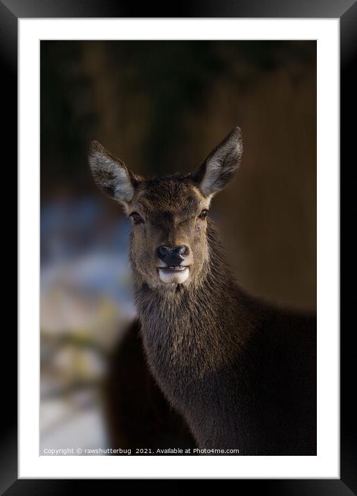 Red Deer Hind Framed Mounted Print by rawshutterbug 