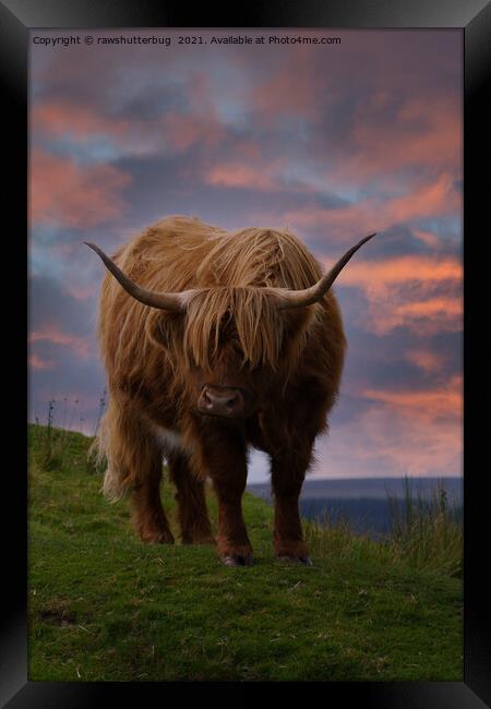 Highland Cow At Sunset Framed Print by rawshutterbug 