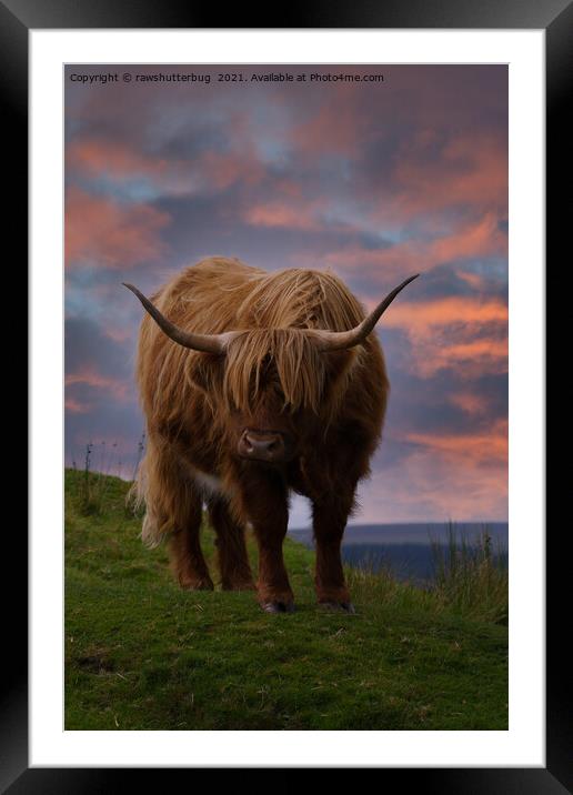 Highland Cow At Sunset Framed Mounted Print by rawshutterbug 