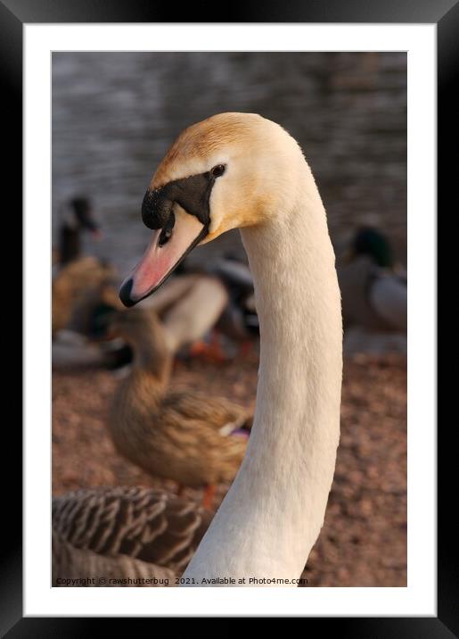 A close up of a swan next to a bird Framed Mounted Print by rawshutterbug 