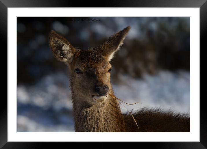 Red Deer In The Snow  Framed Mounted Print by rawshutterbug 