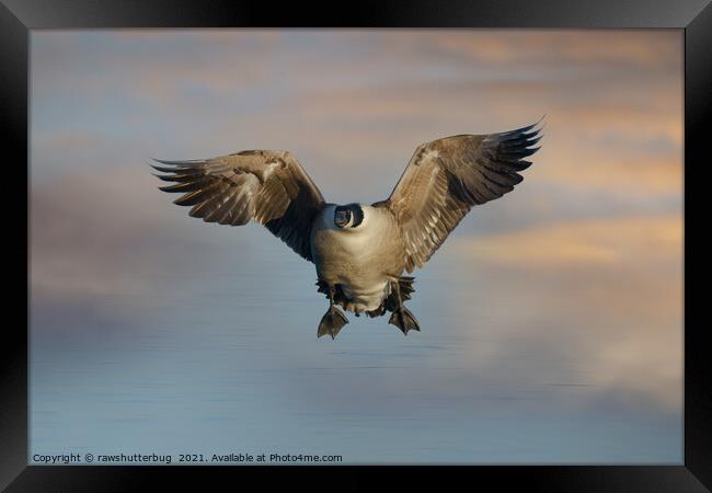 Flying Canada Goose Framed Print by rawshutterbug 