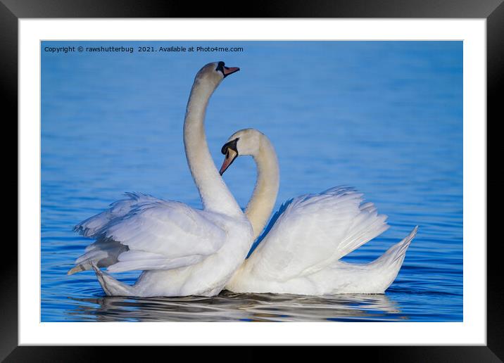 Swan Dance Framed Mounted Print by rawshutterbug 