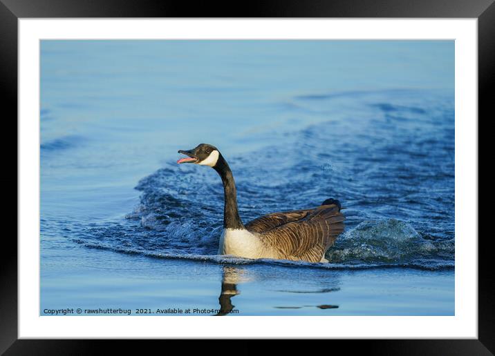 Canada Goose Sticking Out His Tongue Framed Mounted Print by rawshutterbug 